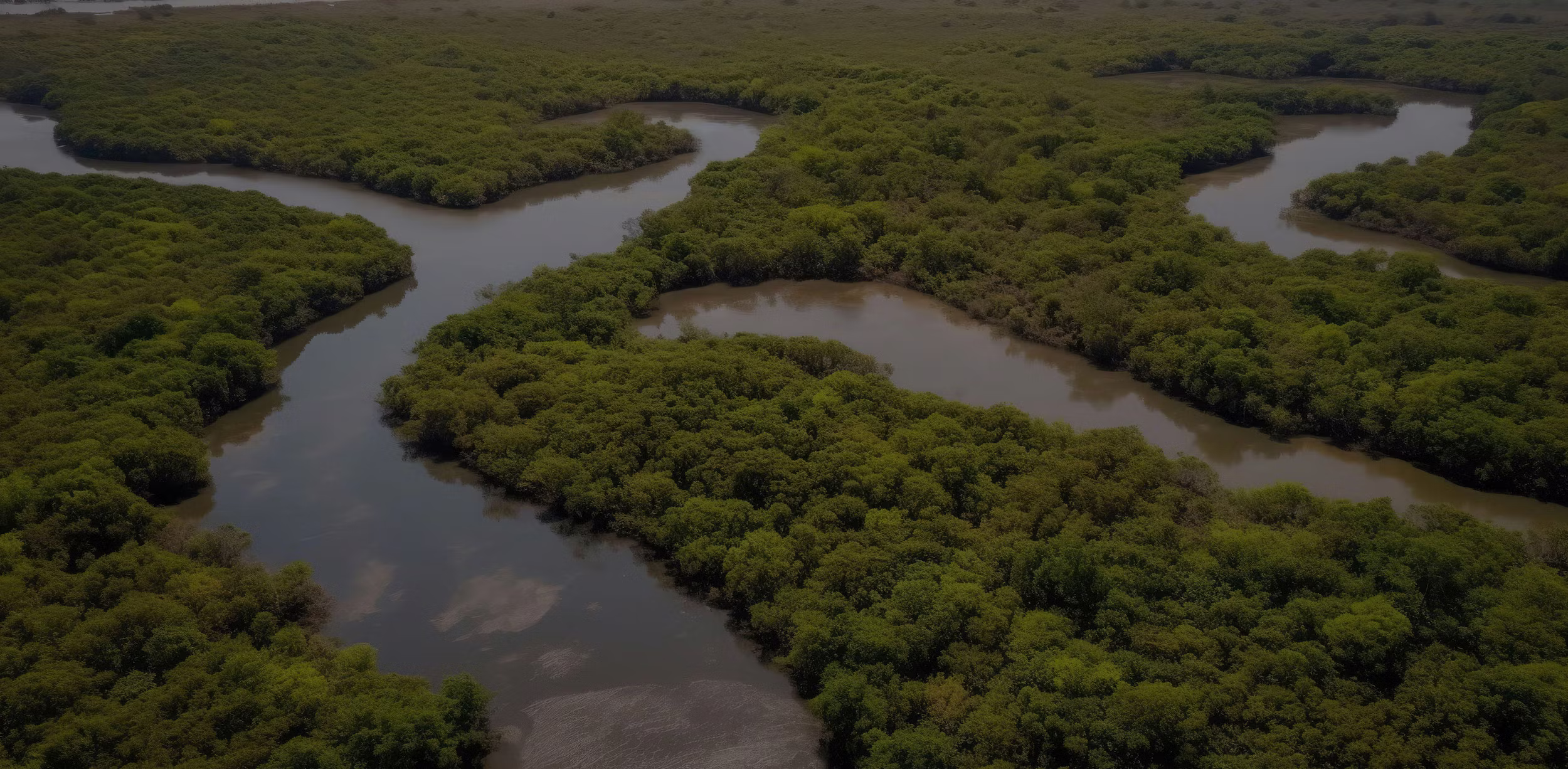 Florida Everglades